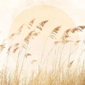 Fototapeet Dune Grass, Komar LJX8-063