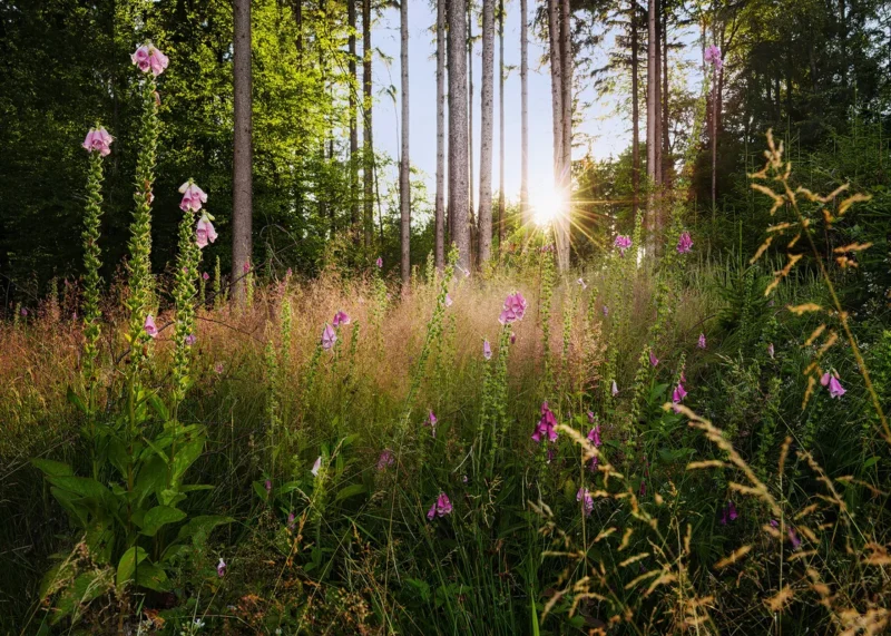 Фотообои Summer Glade, Komar X7-1005