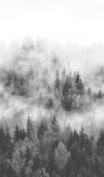 Обои Marburg Smart Art EASY 47268, лес в тумане
