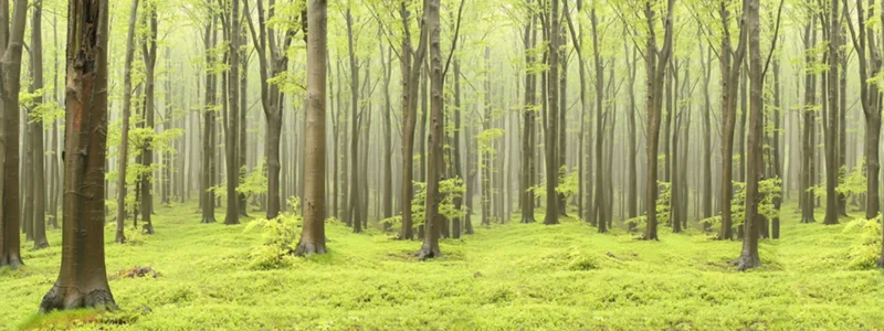 Pilttapeet RebelWalls R10101 - Deciduous Forest
