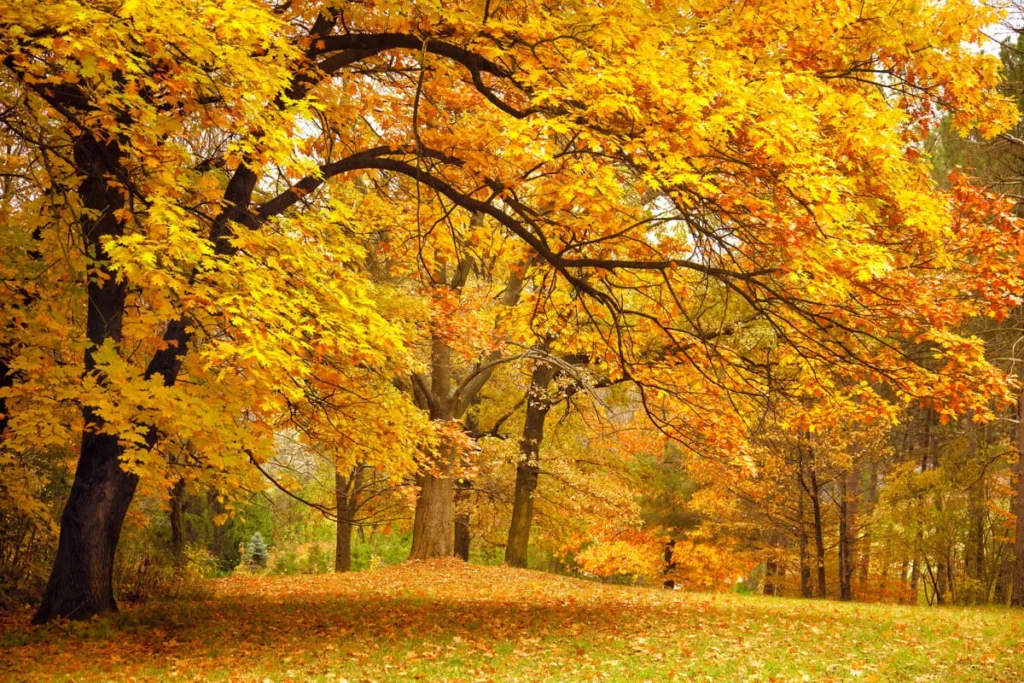 Pilttapeet RebelWalls R10191 - Yellow Leafy Trees