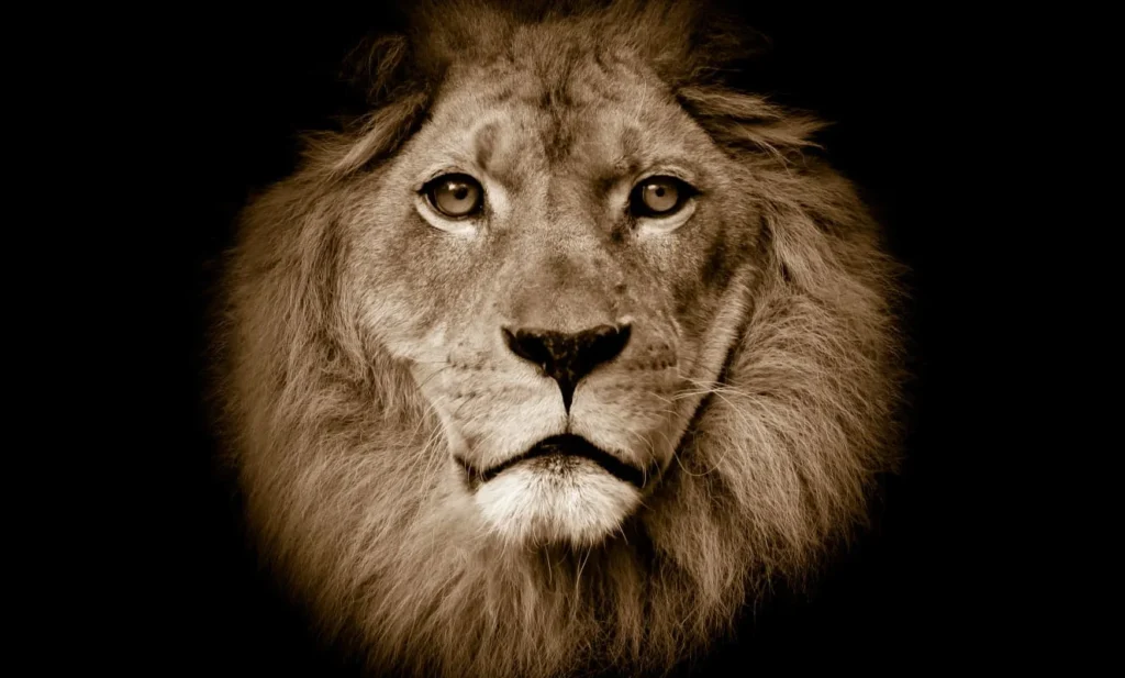 Pilttapeet RebelWalls R11101 - Lion