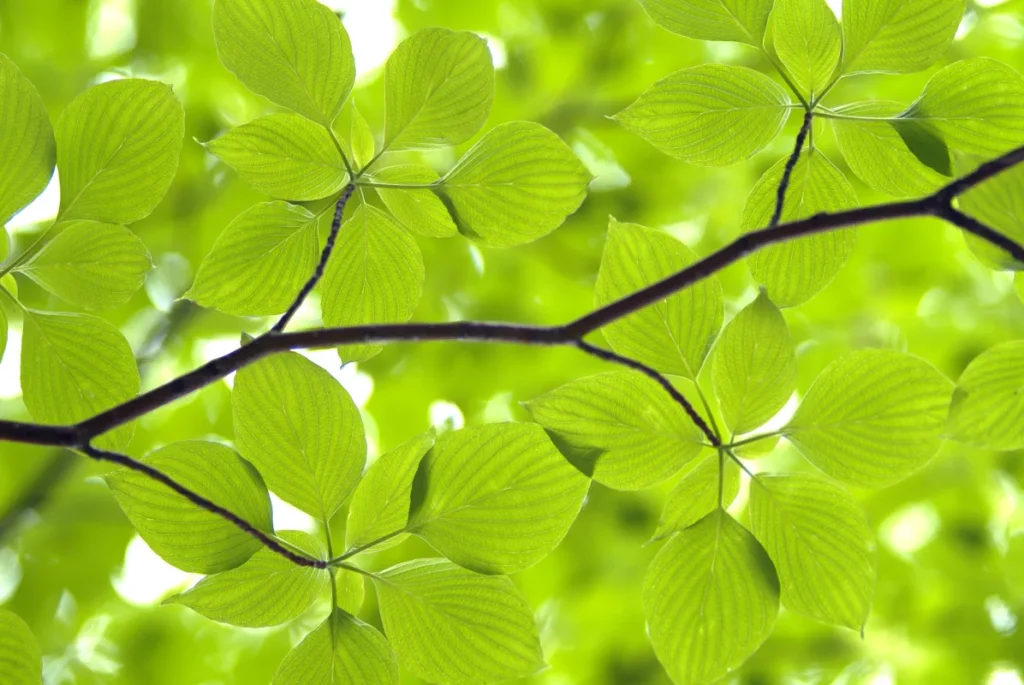 Обои RebelWalls R11181 - Leaves