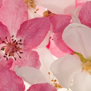 Фотообои Rebel Walls R11211 - Apple Blossom