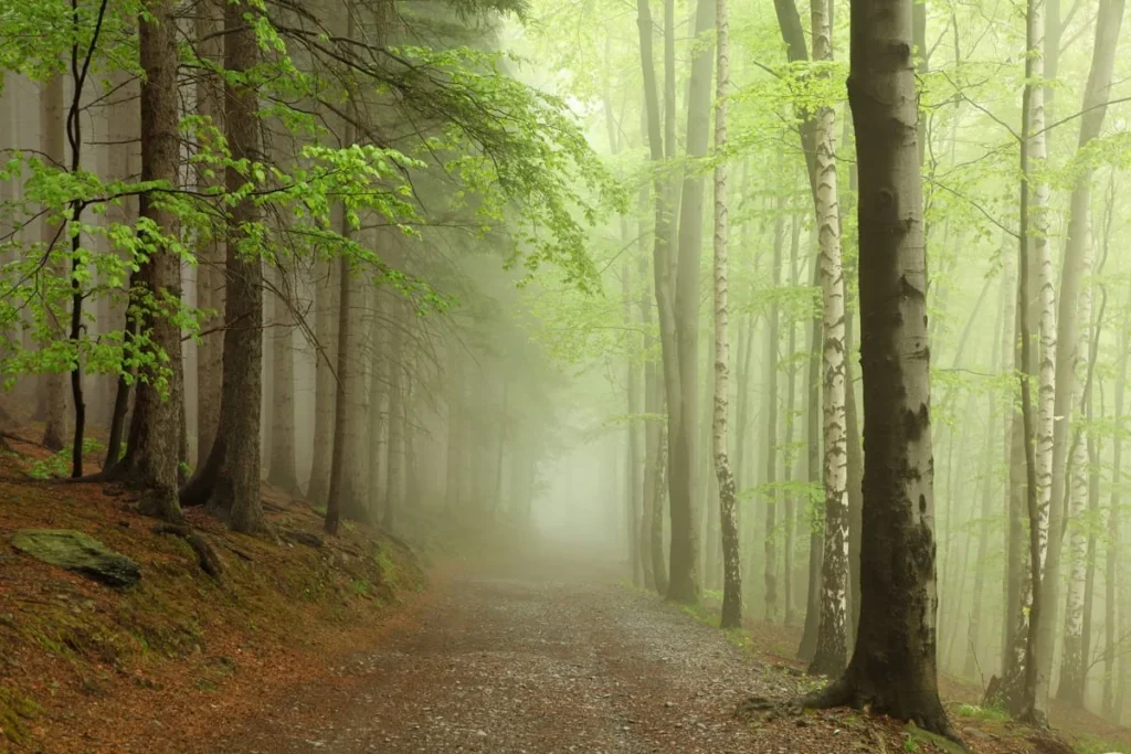 Pilttapeet RebelWalls R12471 - Forest Path