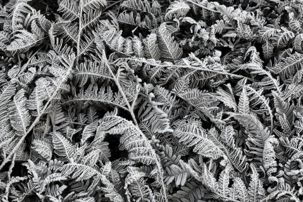 Обои RebelWalls R12941 - Frost Leaf