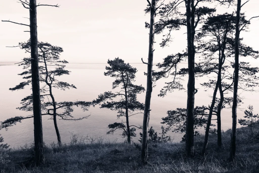 Обои RebelWalls R13021 - Old Pine Trees