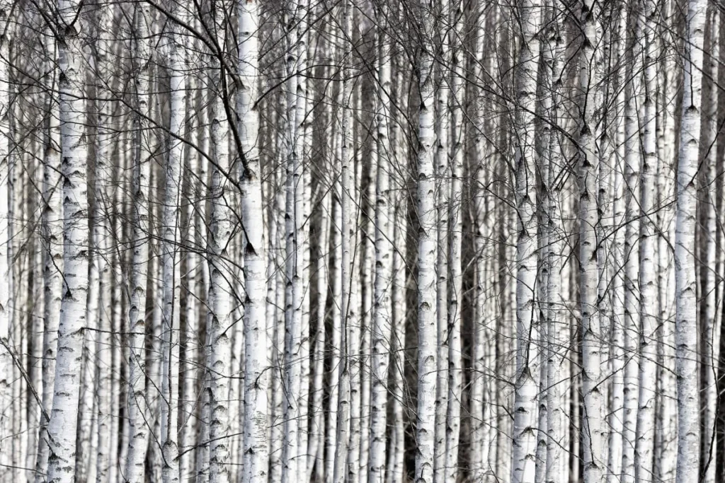 Pilttapeet RebelWalls R13031 - Birch Trunks