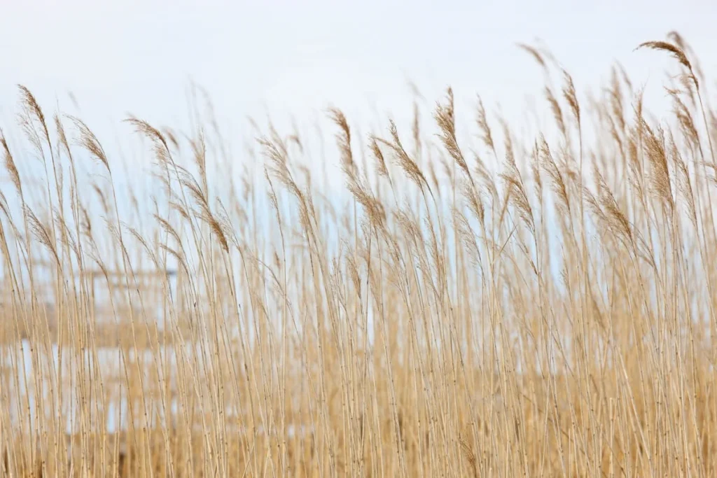 Pilttapeet RebelWalls R13601 - Swaying Wheat