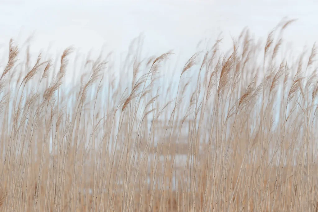 Обои RebelWalls R13602 - Swaying Reed