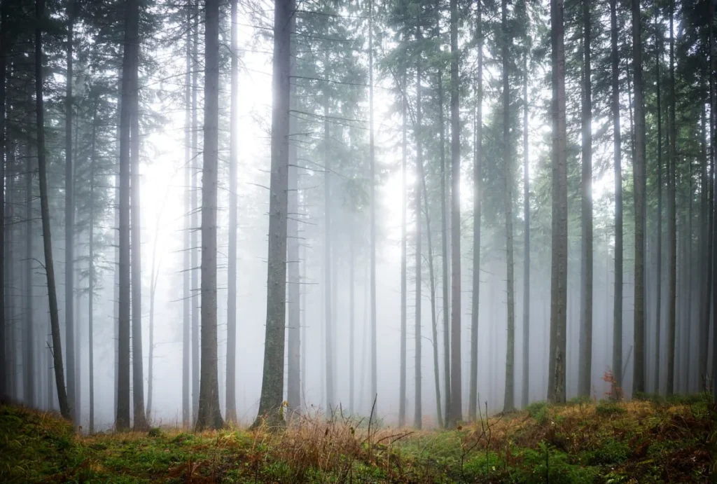 Обои RebelWalls R15201 - Forest Glade