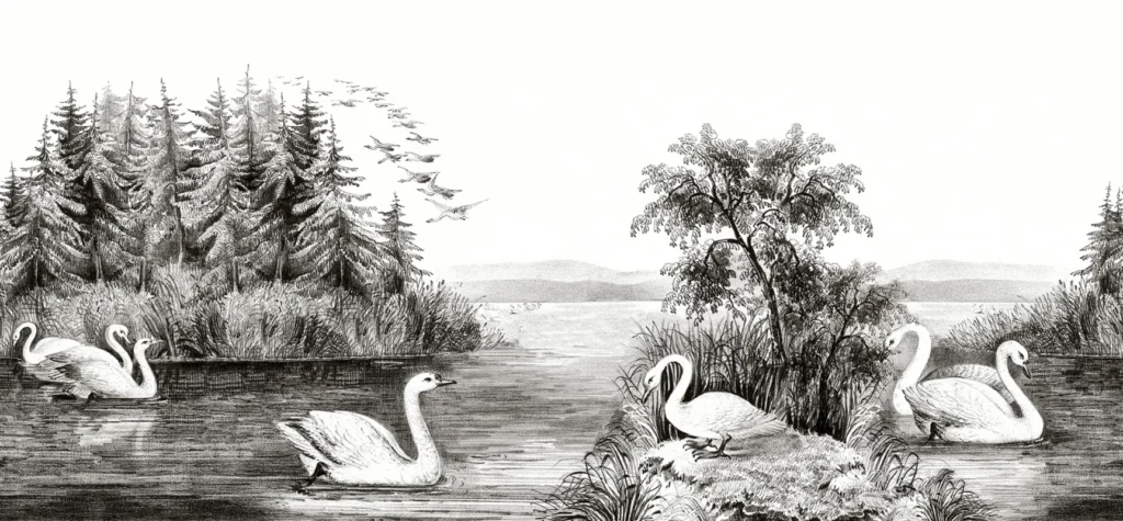 Обои RebelWalls R16221 - Swan Lake