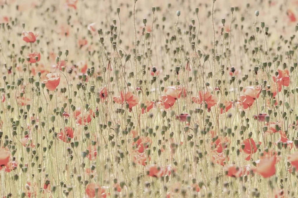 Обои RebelWalls R16391 - Poppies