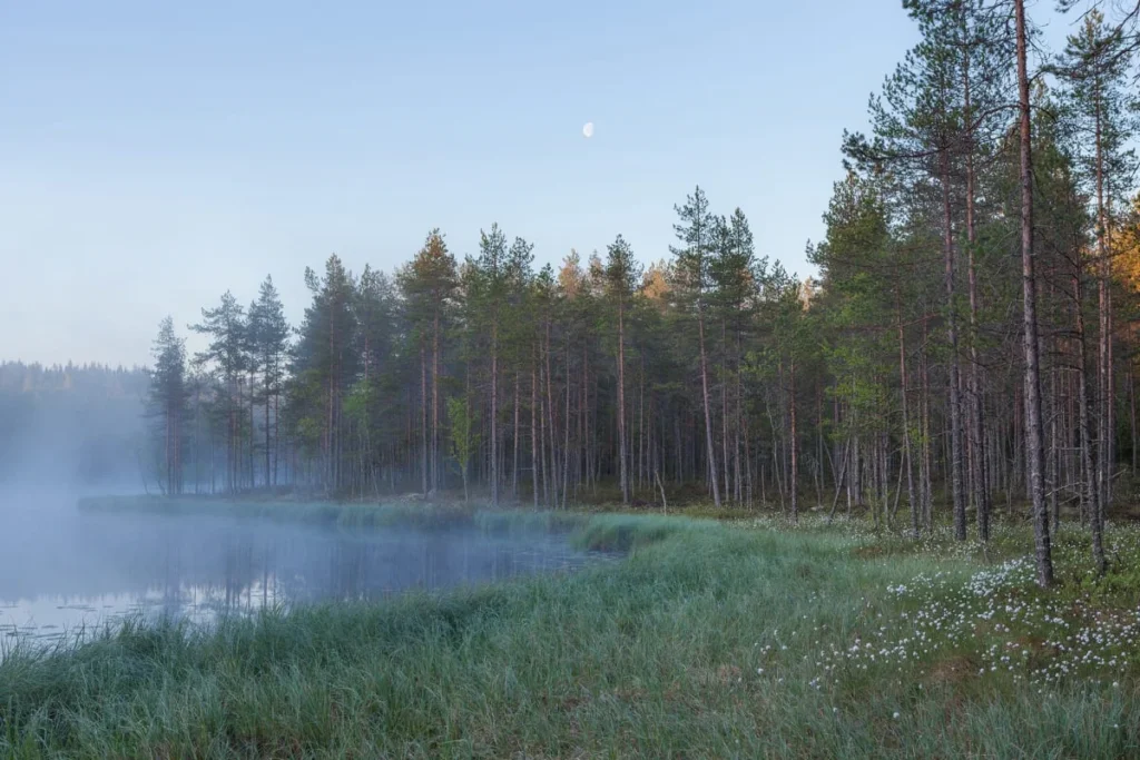 Обои RebelWalls R16421 - Forest Lake