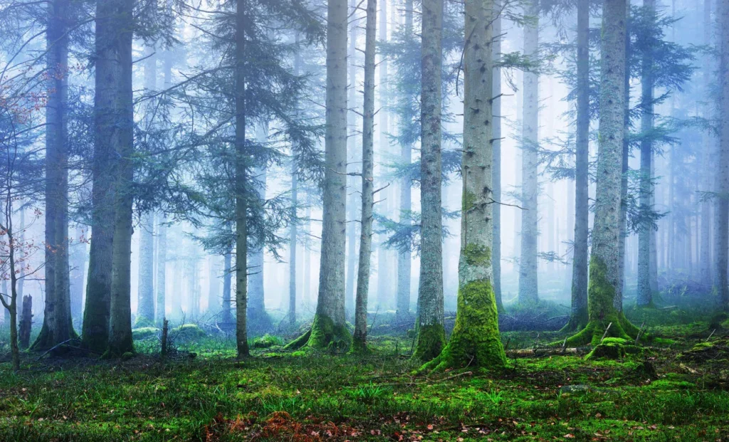 Обои RebelWalls R16661 - Blue Forest
