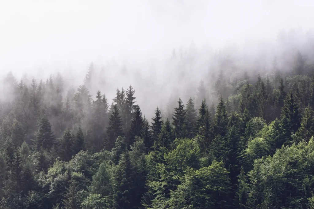 Pilttapeet RebelWalls R16731 - Misty Fir Forest