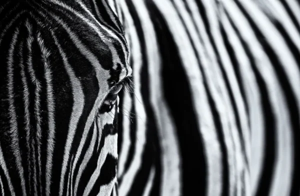 Фотообои Rebel Walls R19062 - Close Up Zebra