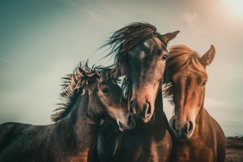Обои RebelWalls R19121 - Three Horses