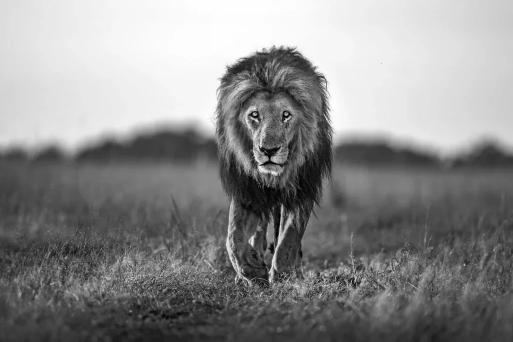 Обои RebelWalls R19160 - Lion King