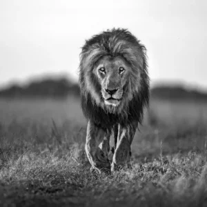 Фотообои Rebel Walls R19160 - Lion King