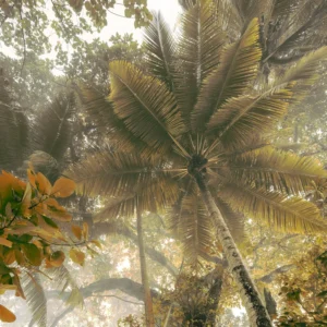 Фотообои Palms Panorama, Komar IFSH3-038