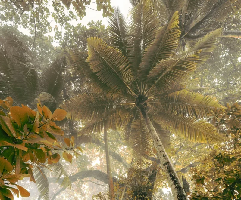 Фотообои Palms Panorama, Komar IFSH3-038