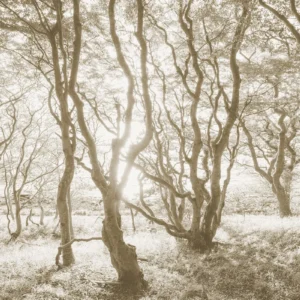 Fototapeet Bleached Birch, Komar IFSH4-072