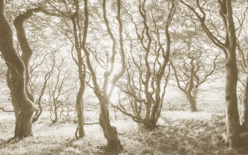 Фотообои Bleached Birch, Komar IFSH4-072