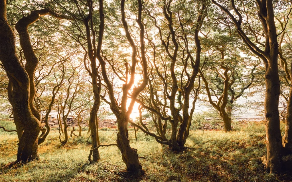 Fototapeet Bold Birch, Komar IFSH4-074