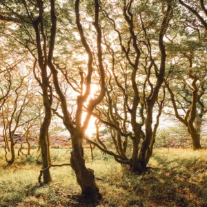 Fototapeet Bold Birch, Komar IFSH4-074