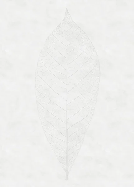 Fototapeet Komar RAW - Decent Leaf