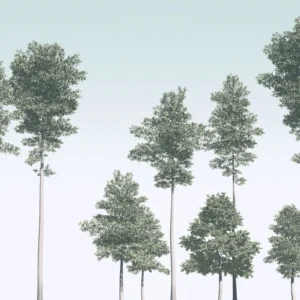 Fototapeet Pines, Komar R4-040