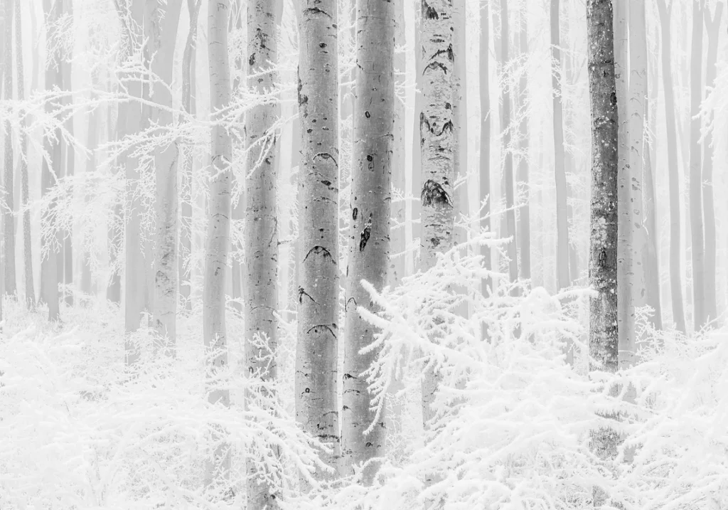 Fototapeet Winter Wood, Komar R4-043