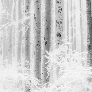 Fototapeet Winter Wood, Komar R4-043