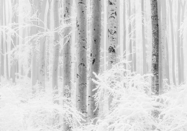 Фотообои Komar RAW - Winter Wood R4-043