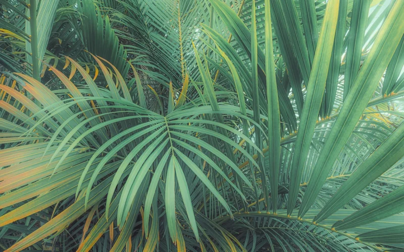 Fototapeet Foggy Fern, Komar PSH107-VD4