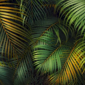 Fototapeet Amazon Fern, Komar PSH109-VD4