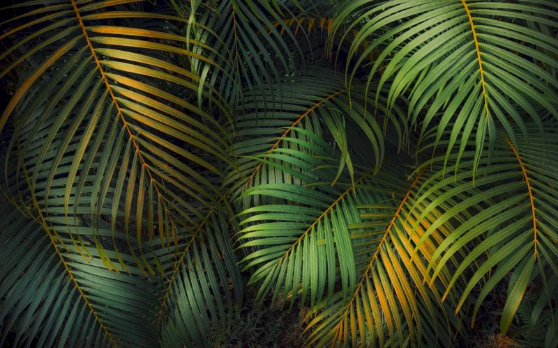 Фотообои Amazon Fern, Komar PSH109-VD4