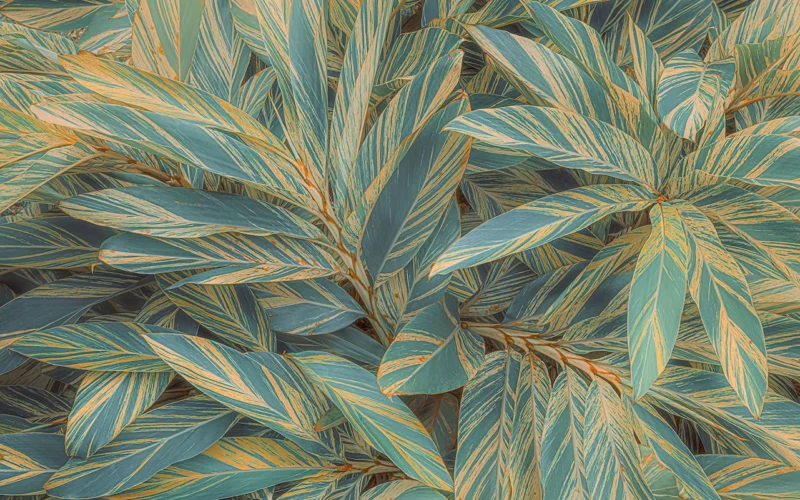 Fototapeet Amazonia Vibes, Komar PSH111-VD4