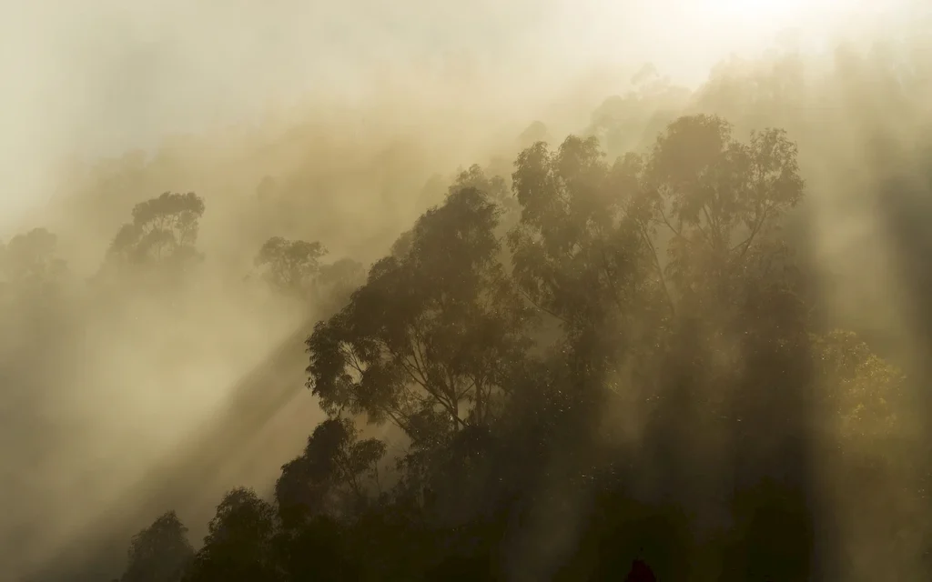 Fototapeet Foggy Sunshine, Komar PSH113-VD4