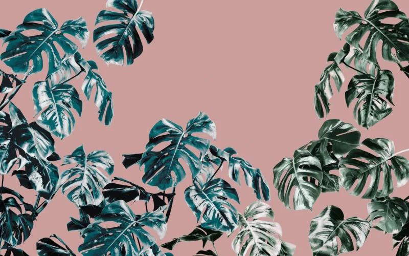 Фотообои Monstera Rosé, Komar P016-VD4