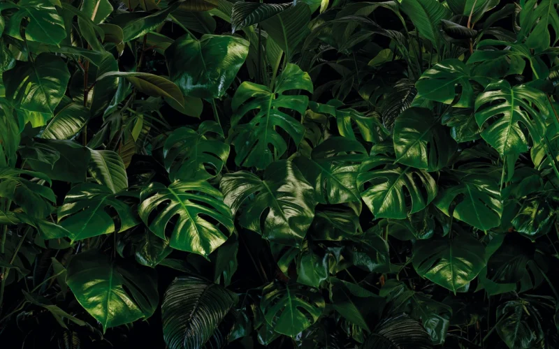 Fototapeet Tropical Wall, Komar P333-VD4