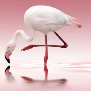 Pilttapeet Flamingo (Marburg Smart Art)
