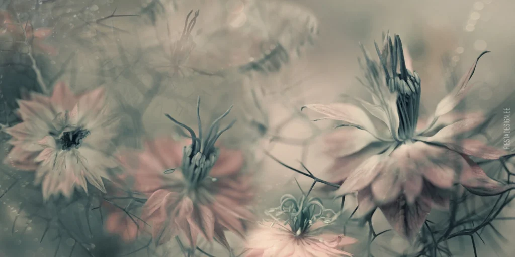 Фотообои Love in the Mist (Marburg Smart Art)