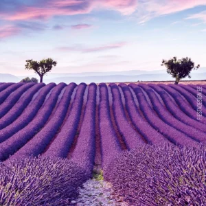 Флизелиновые обои Marburg Pompöös Provence 35643 Lavender Field