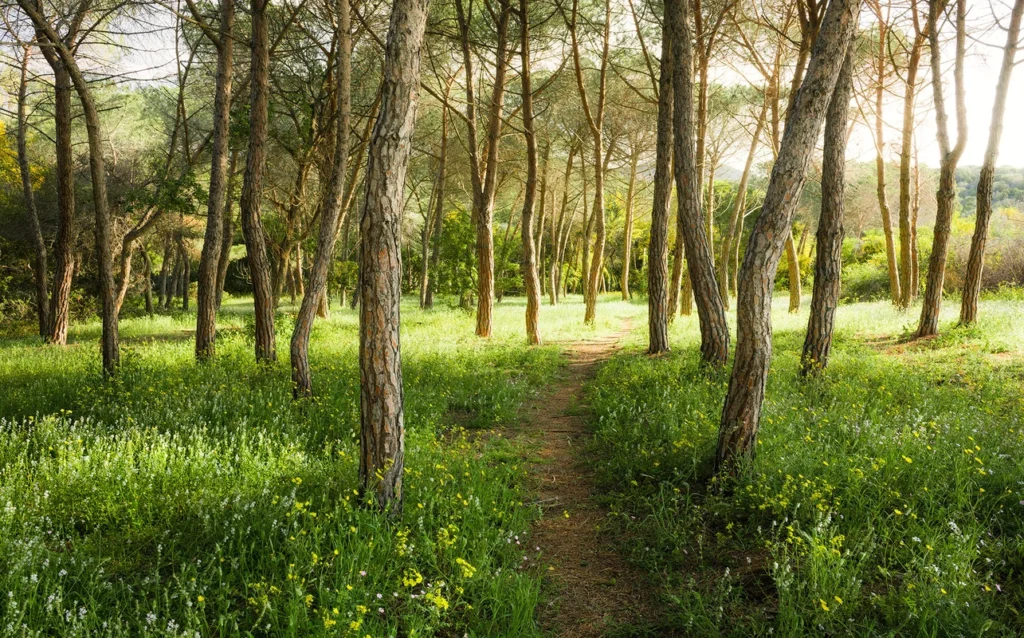 Fototapeet Blütenzauberwald, Komar SHX9-011