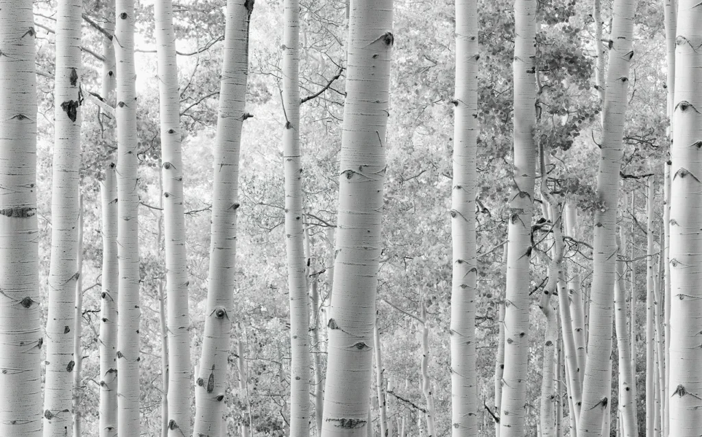 Fototapeet Espenwald, Komar SHX9-030