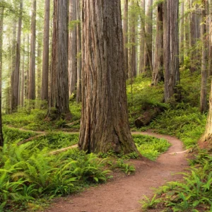 Fototapeet Redwood Trail, Komar SHX9-077