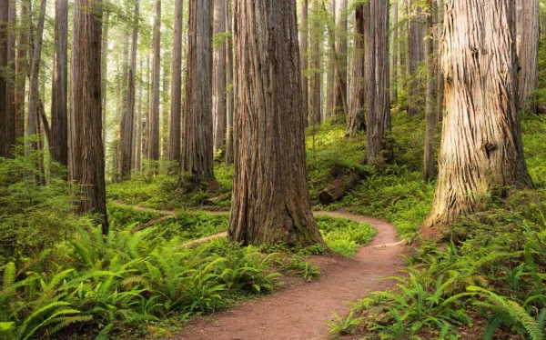 Фотообои Redwood Trail, Komar SHX9-077