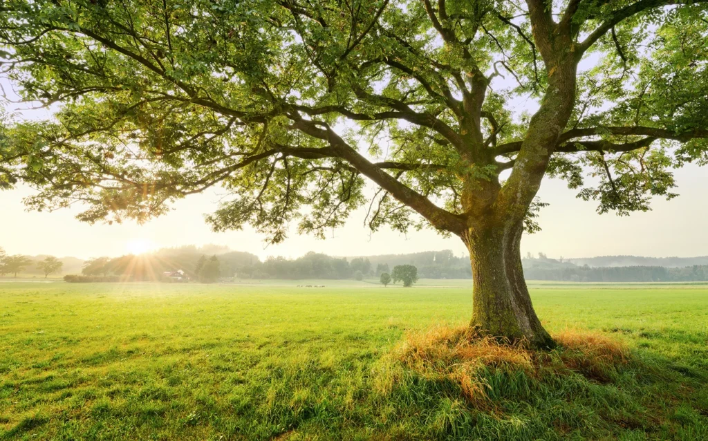 Fototapeet The Magic Tree, Komar SHX9-086